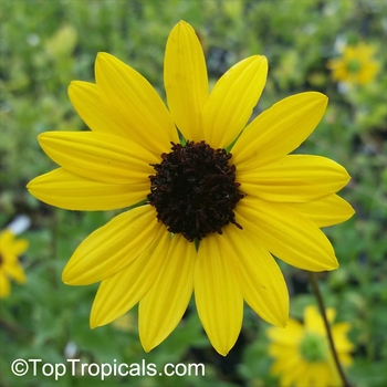 Helianthus debilis