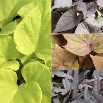 Ipomoea batatas
