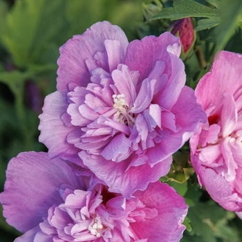 Hibiscus syriacus 'Minsyanlav02' PPAF