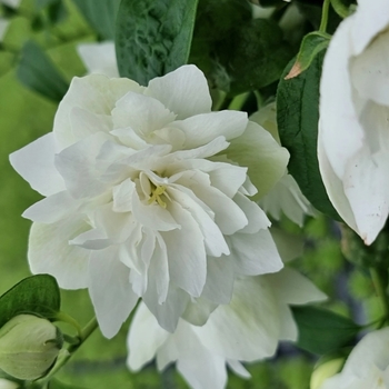 Philadelphus Lewisii 'G15-097' PP32770