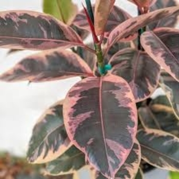 Ficus elastica 'Ruby' 