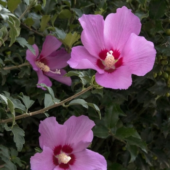 Hibiscus syriacus 'd'Amboise' Mineru