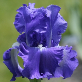 Iris hollandica