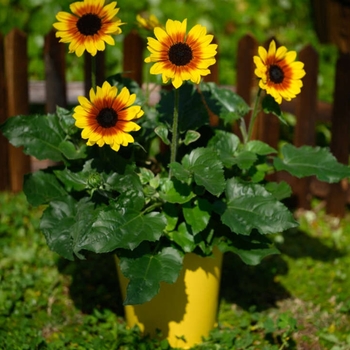 Helianthus annuus
