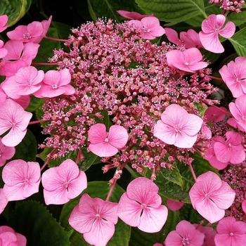 Hydrangea serrata 'Pink Dynamo' 