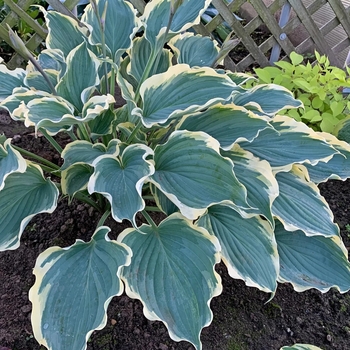 Hosta 'Hope Springs Eternal' PPAF, Can PBRAF