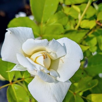 Rosa 'John F. Kennedy' 