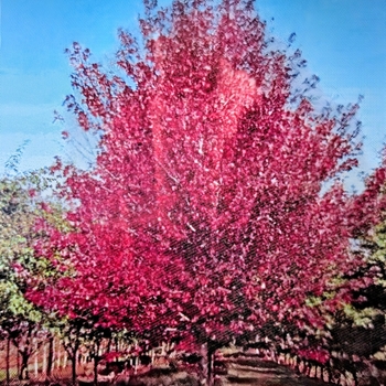 Acer rubrum 'Frank Jr' PP16769