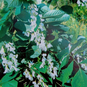 Cladrastis kentukea