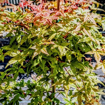 Acer palmatum 'Beni Maiko' 