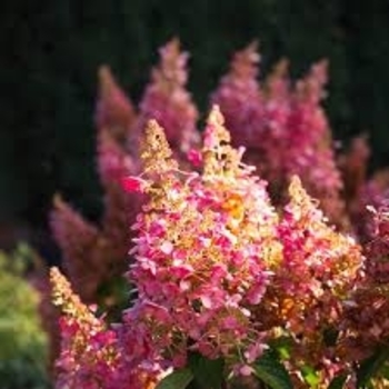 Hydrangea paniculata 'Kolmavesu' PP26928