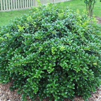 Ilex cornuta 'Burfordii' 