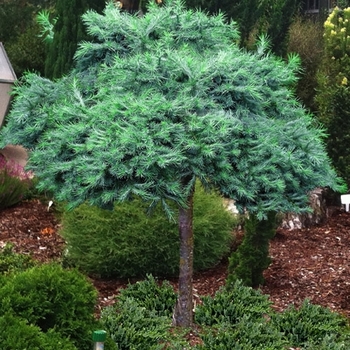 Larix kaempferi 'Blue Dwarf' 