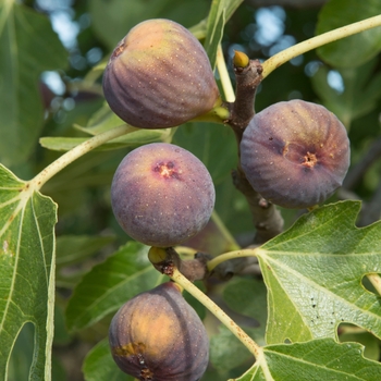 Ficus carica 'Olympian' 
