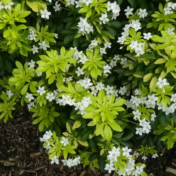 Choisya ternata