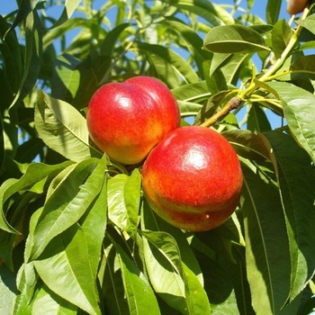 Prunus persica 'Fantasia' 