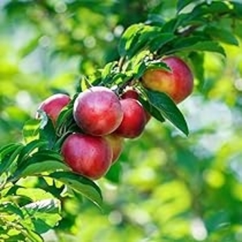 Prunus persica var. nucipersica 'Redgold' 