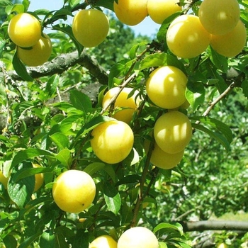 Prunus salicina 'Shiro' 