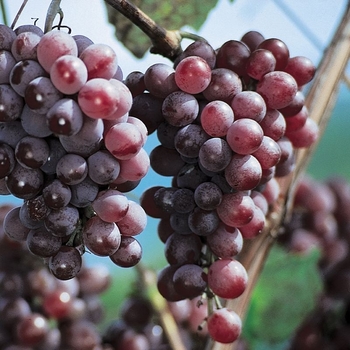 Vitis labrusca 'Vanessa' 