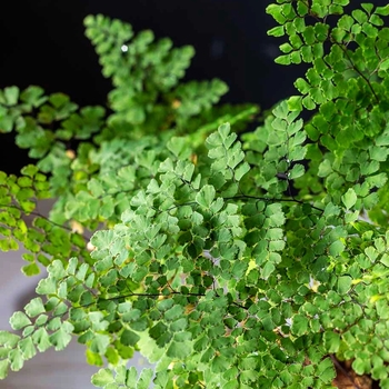 Adiantum x tracyi