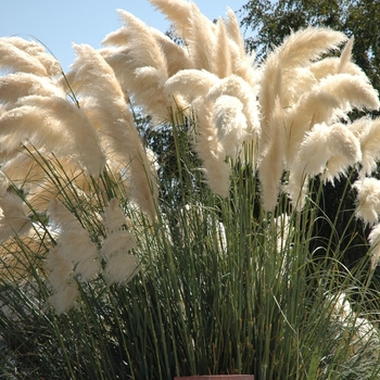 Cortaderia selloana
