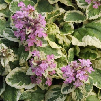 Ajuga reptans 'Pink Lightning' 