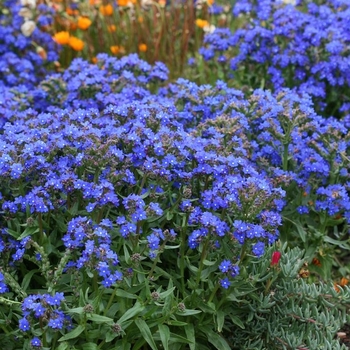 Anchusa capensis 'Blue Angel' 