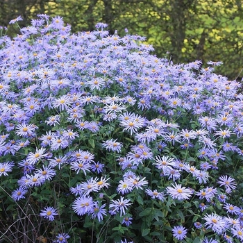Aster x frikartii 'Monch' 