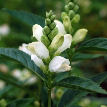 Chelone glabra