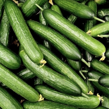 Cucumis sativus 'Burpless Supreme' 