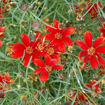 Coreopsis verticillata 'Broad Street' PP24598
