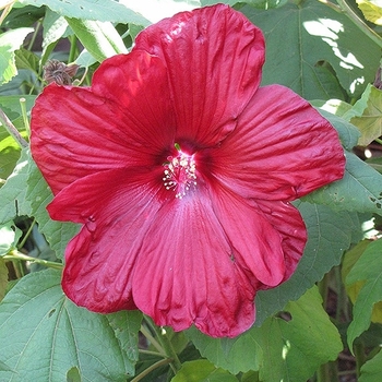 Hibiscus moscheutos 'Disco Belle Red' 