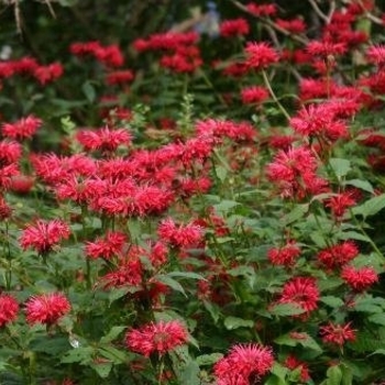 Monarda didyma 'Cambridge Scarlet' 