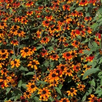 Rudbeckia triloba 'Prairie Glow' 