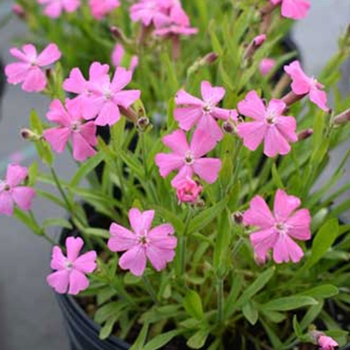 Silene caroliniana var. wherryi 'Short and Sweet' 