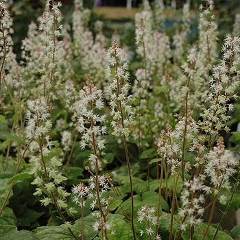 Tiarella wherryi