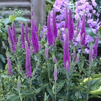Veronica 'Purpleicious' 
