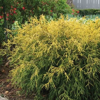 Chamaecyparis pisifera filifera 'King's gold' 