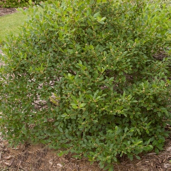 Ilex verticillata 'Jim Dandy' 