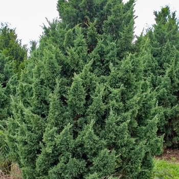 Juniperus chinensis 'Perfecta' 