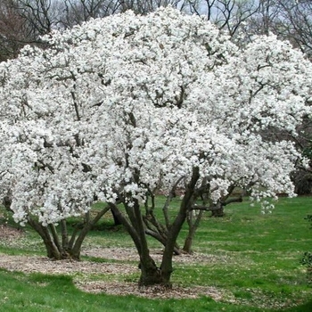 Magnolia stellata 'Royal Star' 