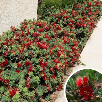 Callistemon 'Little John' 
