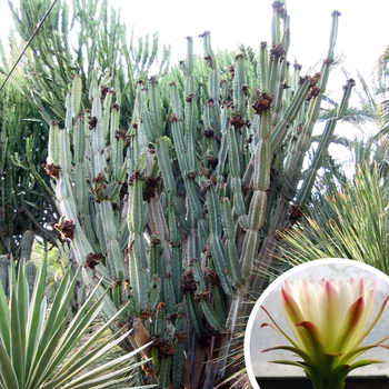 Cereus peruvianus