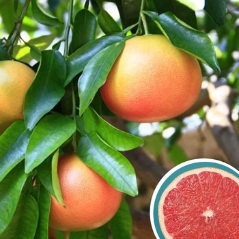 Citrus x paradisi 'Ruby Red' 
