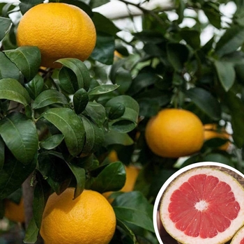 Citrus paradisi 'Rio Red' 