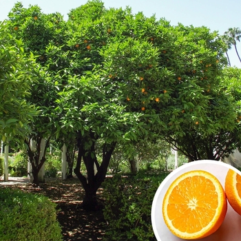 Citrus Sinensis 'Valencia' 