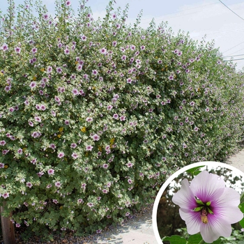 Lavatera maritima