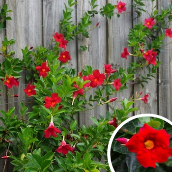 Mandevilla splendens