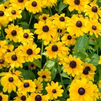 Rudbeckia hirta 'Toto' 