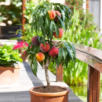Prunus persica 'Bonanza Miniature' 
